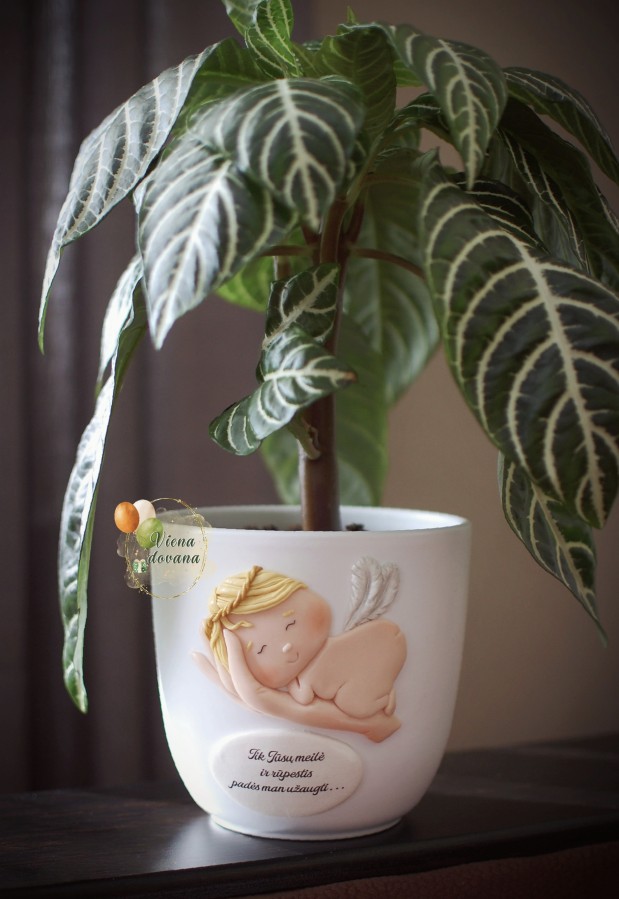 Vazonėlis "Angelo sapnas"